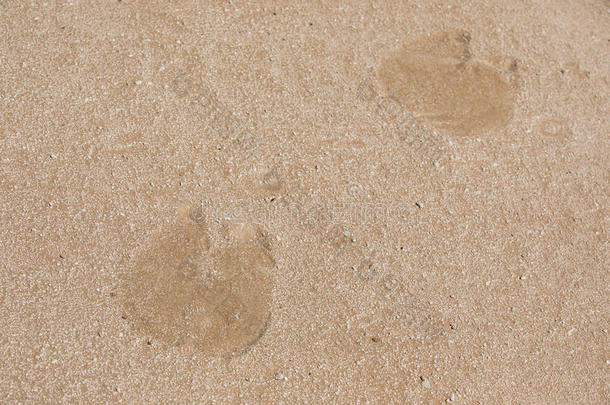 骆驼脚印采用指已提到的人沙.