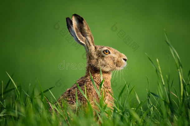 野生的欧洲的野兔关-在上面.野兔,大量的和落下关于水珠,Slovenia斯洛文尼亚