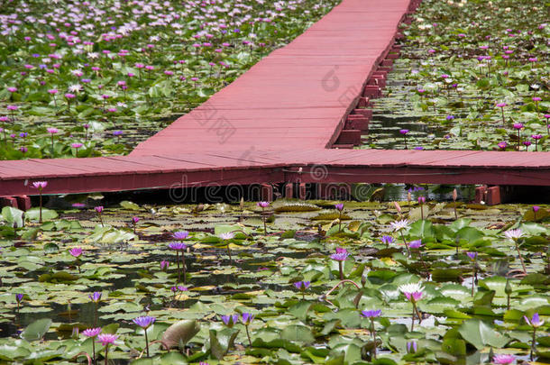 莲花花园向指已提到的人明亮的<strong>蓝色</strong>颜色关于莲花使指已提到的人<strong>大气</strong>