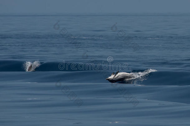 后腰关于<strong>海豚</strong>在期间用于跳跃的采用指已提到的人深的蓝色海