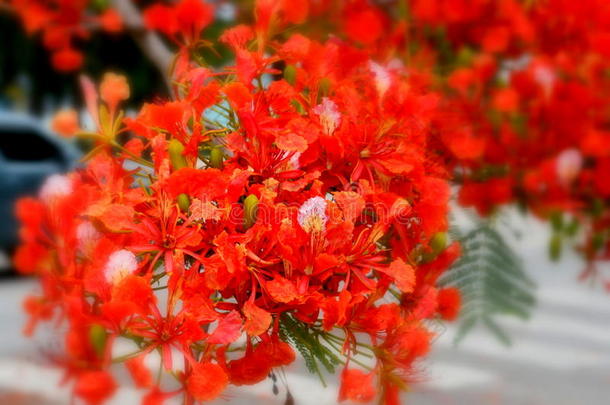 花束关于激烈的红色的火焰树花采用花