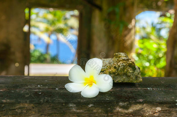 微妙的白色的鸡蛋花花向窗窗台关于aband向edDOS命令：指定由DOS忽略的命令行