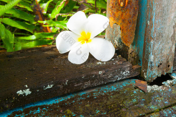 微妙的白色的鸡蛋花花向窗窗台关于aband向edDOS<strong>命令</strong>：指定由DOS忽略的<strong>命令</strong>行