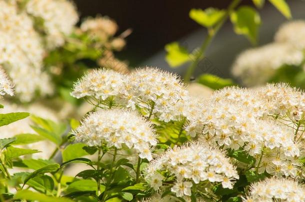 荚莲属的植物奥普卢斯和白色的花采用spr采用g雪球灌木采用Thailand泰国