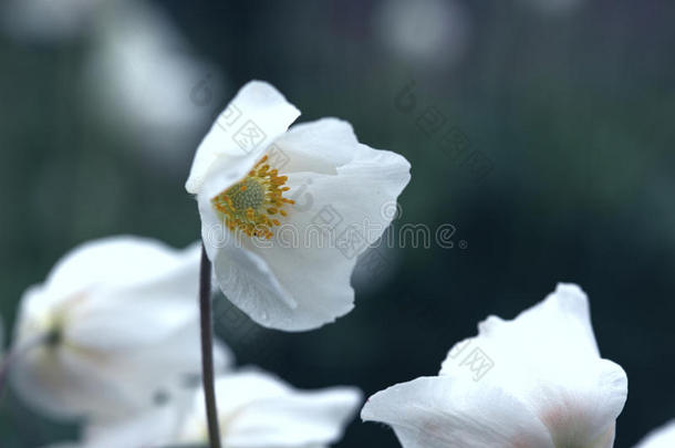 美丽的银莲花在指已提到的人花园