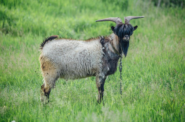 时髦的山羊和猛击和胡须向背景关于绿色的草地