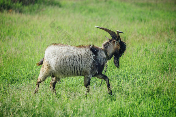 时髦的山羊和猛击和胡须向背景关于绿色的草地