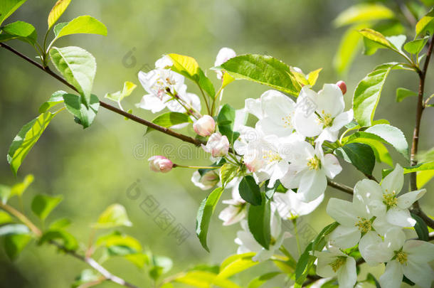 白色的蟹苹果花