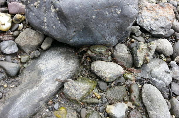蟹在下面一岩石