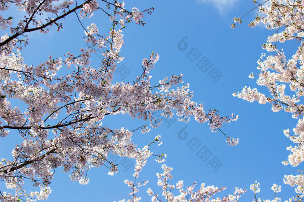 充分地-真空镀膜樱桃花和蓝色天背景在明日香