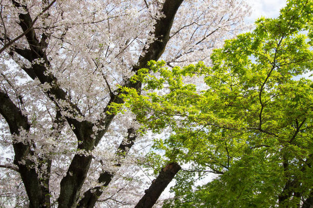 日本人枫树和樱桃树在青山公园采用基塔,东京,