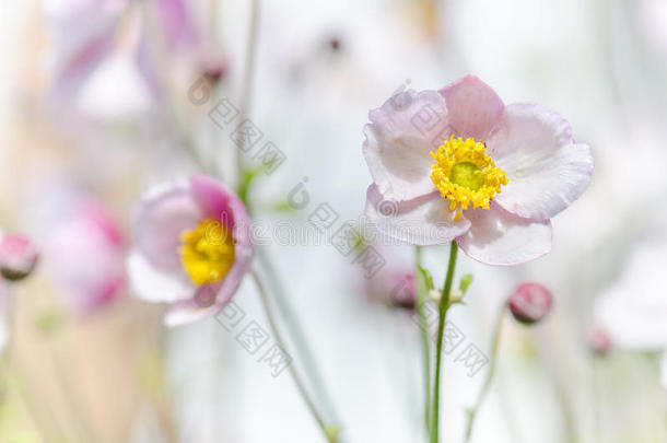 苍白的粉红色的花日本人银莲花,关-在上面