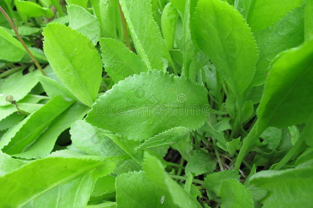 科斯特玛丽,艾<strong>菊</strong>巴尔萨米塔