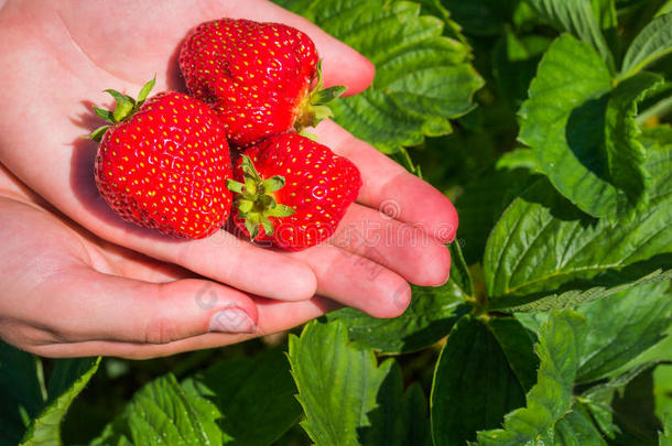 num.三新鲜的精选的美味的草莓拿越过草莓英语字母表的第16个字母