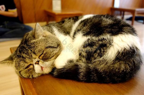 一睡眠懒惰的值得崇拜的猫