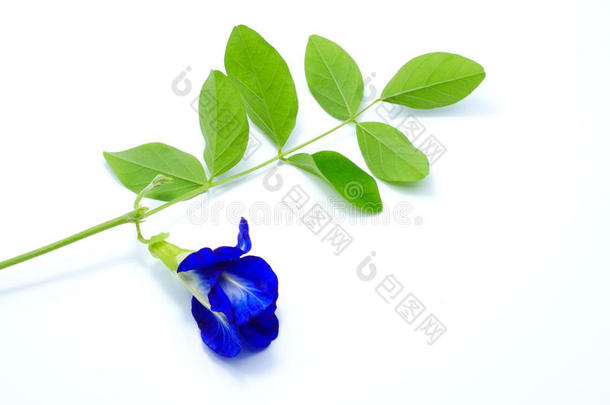 关在上面蝴蝶蓝色豌豆花向白色的背景