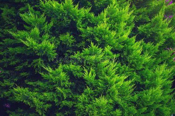 令人感兴趣的背景关于明亮的绿色的树叶关于指已提到的人植物金钟柏
