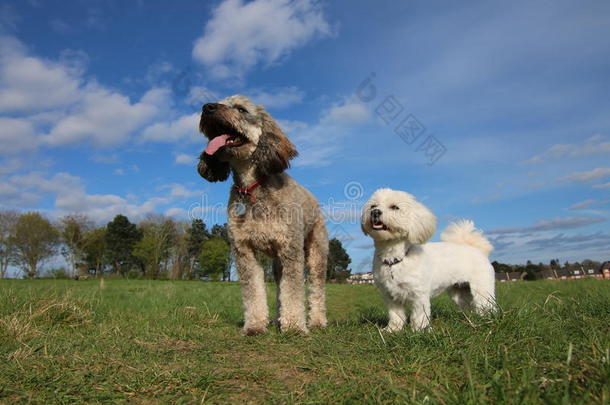 cockerspaniel-poodlemix-breeddog一种英国的小猎犬-混种狮子狗和哈威那公狗