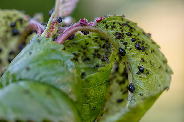 蚜虫植物-虱子传染