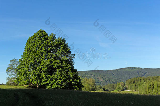 森林春季自然风景采用和煦的：照到阳光的春季天气.