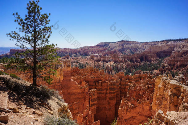 峡谷NationalPark布赖斯峡谷国家公园峡谷<strong>孤单</strong>的树越过峡谷