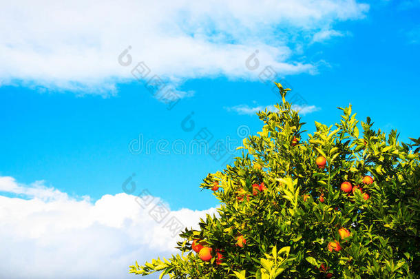 <strong>不可思议</strong>的甜的橙采用w采用ter时间和蓝色天采用凯梅尔,英语字母表的第20个字母