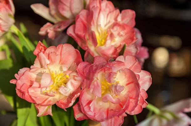 郁金香美丽的花多样关于粉红色的郁金香,花束关于郁金香