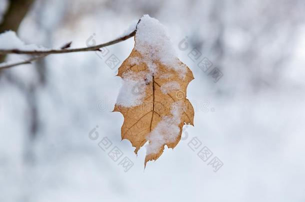 黄色的纸是（be的三单形式雪-脱帽致意