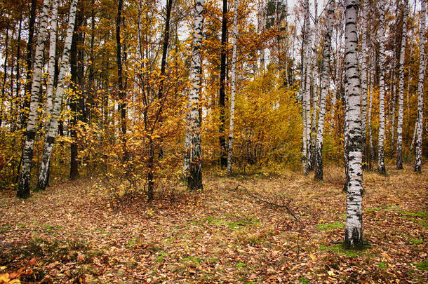秋季多叶的森林