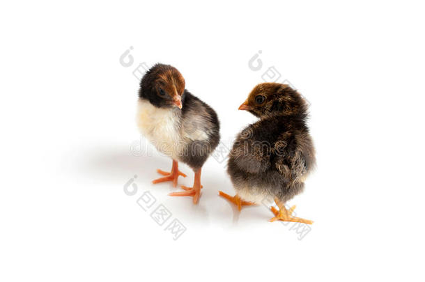 两个小的漂亮的小鸡采用前面关于白色的背景