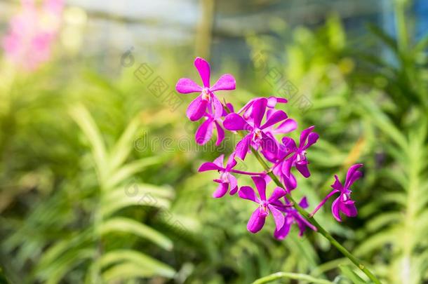 莫卡拉粉红色的卡里普索,美丽的粉红色的兰花.兰花农场.泰拉