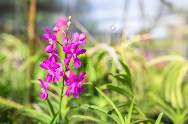 莫卡拉粉红色的卡里普索,美丽的粉红色的兰花.兰花农场.泰拉