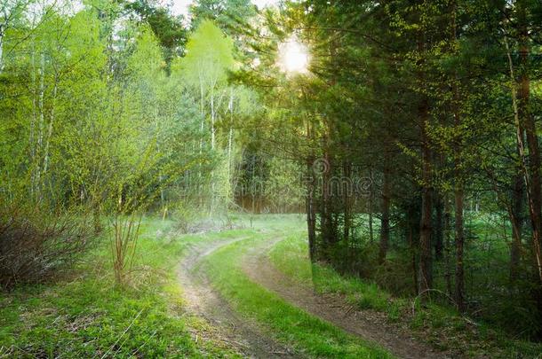 乡村路小路通过春季森林在下面日落阳光光束