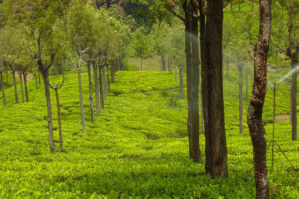 茶水园在Ootacamund小山