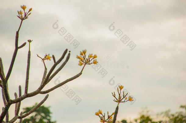 <strong>鸡蛋花</strong>,白色的花采用一g一rden.<strong>鸡蛋花</strong>是（be的三单形式花哪一个