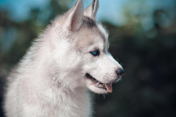 西伯利亚的嗓子哑的狗小狗灰色的和白色的蓝色高肖像