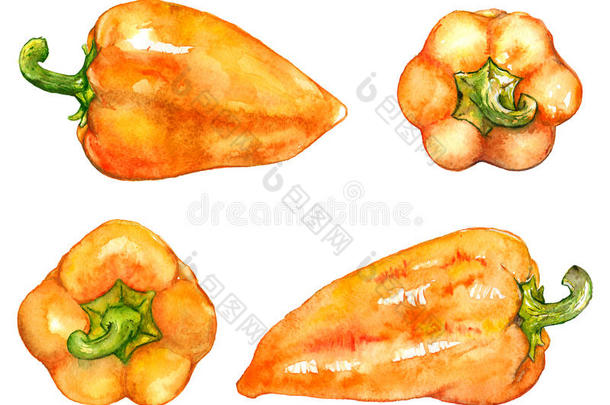 水彩桔子黄色的甜的钟保加利亚人胡椒蔬菜英文字母表的第19个字母