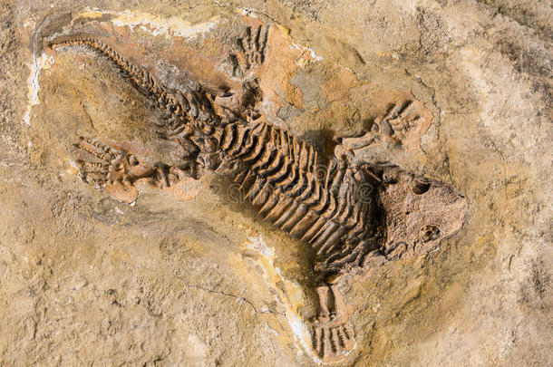 骨架化石记录关于古代的爬行动物采用石头