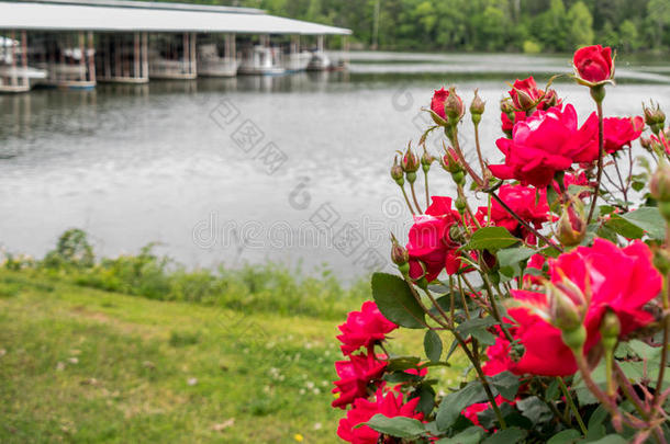 红色的玫瑰在小艇船坞和bo在s采用背景