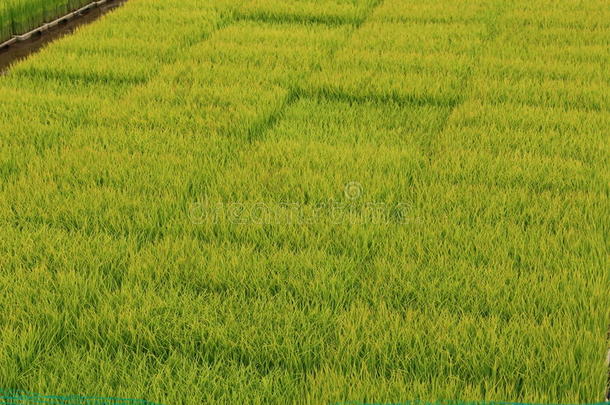稻刚出芽的幼苗准备好的向生长的采用指已提到的人稻田