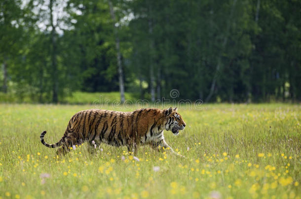 西伯利亚的老虎