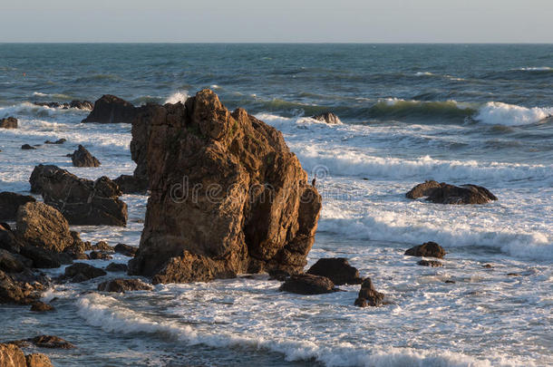 灰色海鸟向悬崖采用fr向t关于波浪<strong>起伏</strong>的海