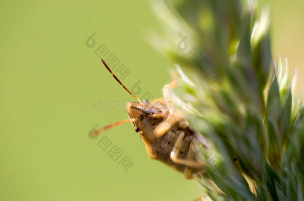 父亲<strong>昆虫</strong>埃丽萨格里萨,盾<strong>昆虫</strong>,散发出恶臭<strong>昆虫</strong>,家庭关于