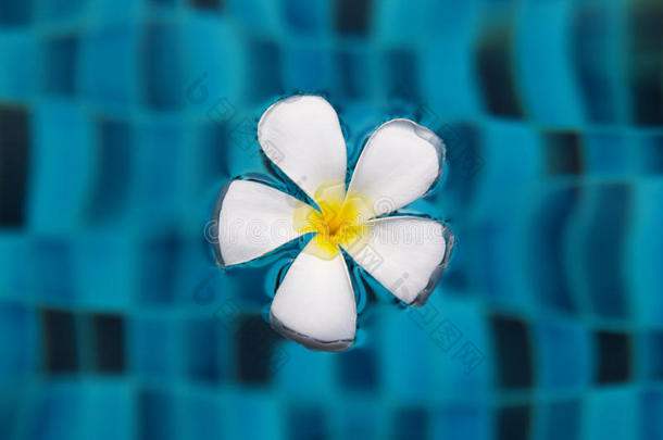 白色的花关于鸡蛋花向一蓝色surf一ce关于一游泳水池.