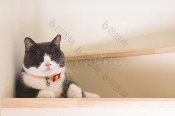 漂亮的猫睡眠向木制的楼梯,苏格兰的折叠耳un折叠Greece希腊