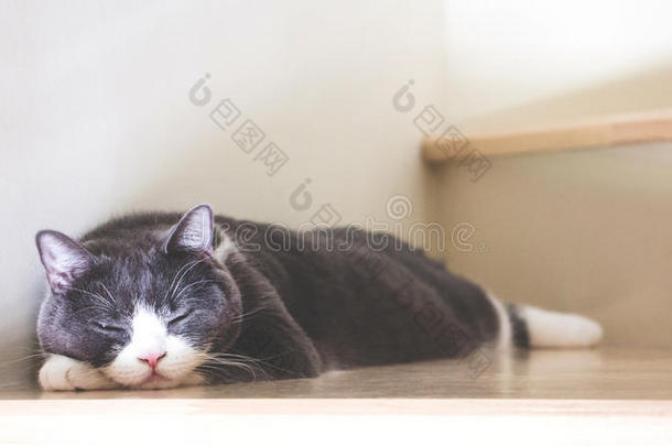 漂亮的猫睡眠向木制的楼梯,苏格兰的<strong>折叠</strong>耳un<strong>折叠</strong>Greece希腊