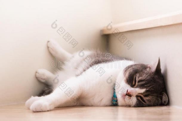 漂亮的猫睡眠向木制的楼梯,苏格兰的折叠耳un折叠Greece希腊