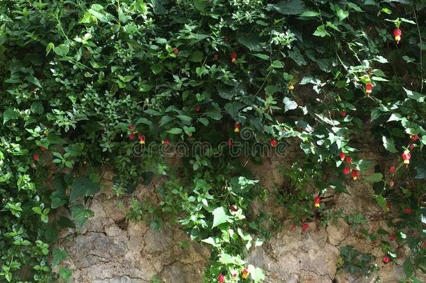 绿色的常春藤石头栅栏和小的红色的开花花