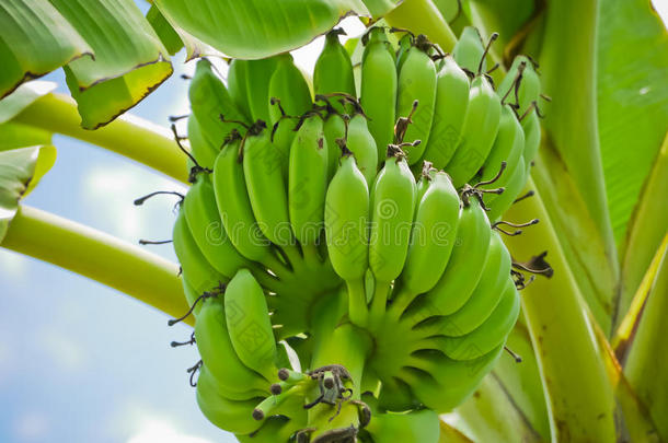 绿色的生的关于耕种的<strong>香蕉</strong>