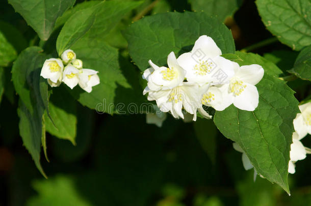 灌木树枝和白色的花关于茉莉.